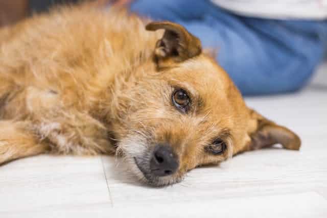 Важливі причини замовити камінь спогаду з праху домашніх тварин